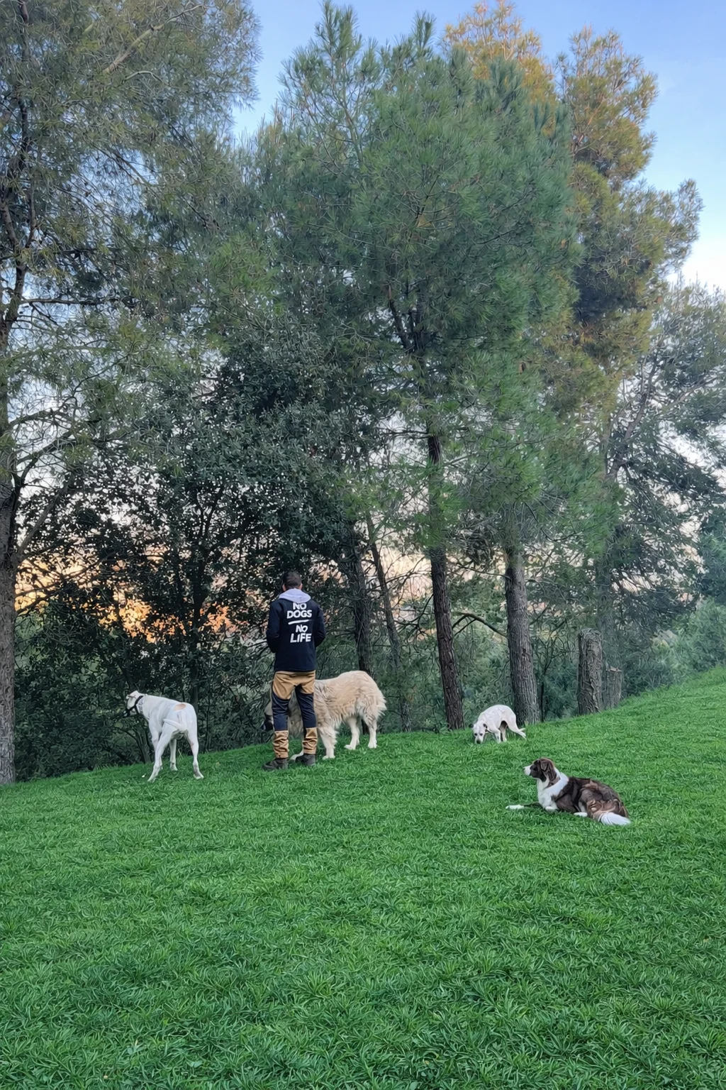 Servicio de residencia canina