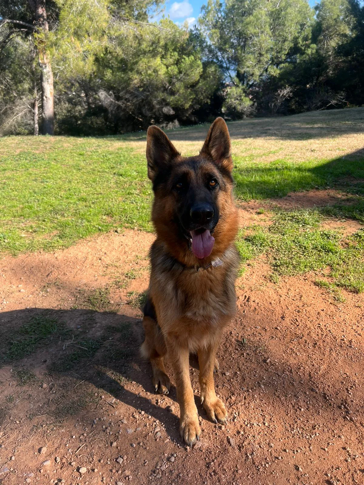 Atención VIP para perros